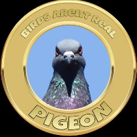 Pigeon